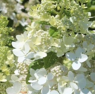 Hydrangea pan. CONFETTI™ PP26582 (white)