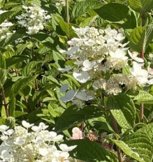 Hydrangea pan. COLOR CHOICE® QUICK FIRE® PW PP16812 (white/red)