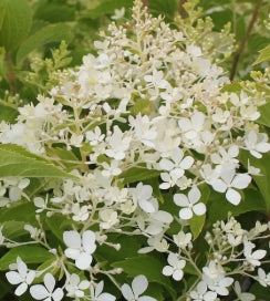 Hydrangea pan. 'Puffer Fish®' PP35316 PW (white)