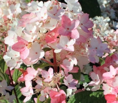 Hydrangea pan. COLOR CHOICE® FIRE LIGHT® PW PP25135 (white/red)