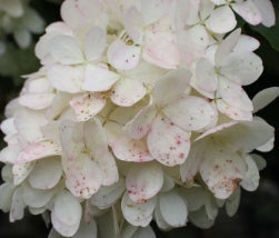 Hydrangea pan. 'Phantom'