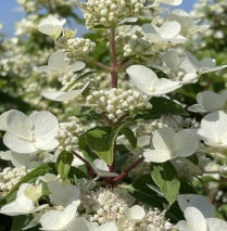 Hydrangea pan. 'Fire and Ice' (red/white)
