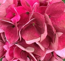 Hydrangea m. MAGICAL® Crimson (red)