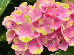 Hydrangea m. EVERLASTING™ 'AMETHYST' PP22261 (purple/green)