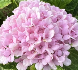 Hydrangea m. EVERLASTING™ 'REVOLUTION' PP22260 (blue)