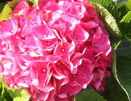 Hydrangea m. Cityline® Paris PW PP10906 (pinkish red)
