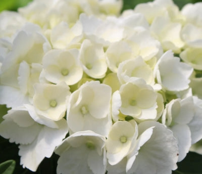 Hydrangea m. 'Sister Theresa' (white)