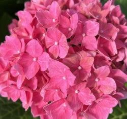 Hydrangea m. 'Red Sensation' PP18197 (red)