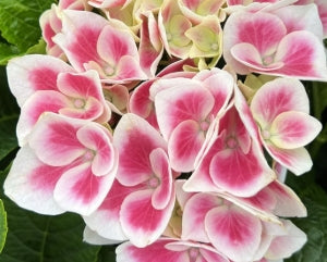 Hydrangea m. 'Red Beauty' (red)