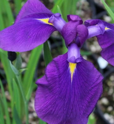 Iris en. 'Sensation' (purple)