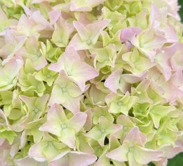 Hydrangea m. 'Penny Mac' (pale pink)