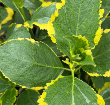 Hydrangea m. 'Lemon Wave' (variegated purple)