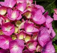 Hydrangea m. 'Glowing Embers' (red)