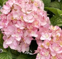Hydrangea m. 'Firefly'