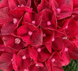 Hydrangea m. 'Cherry-Go-Round'™ PPAF (red)