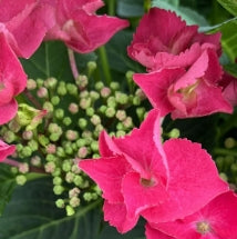 Hydrangea m. 'Cherry Explosion' (red)