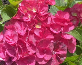 Hydrangea m. 'Akadama'