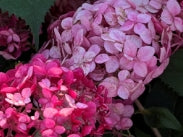 Hydrangea ar. INVINCIBELLE® Ruby PW PP28317 (dark pink)