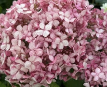 Hydrangea ar. INVINCIBELLE® Spirit II PW PP28316 (pink)