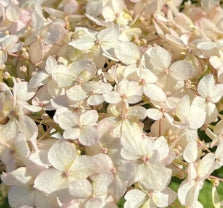 Hydrangea ar. INVINCIBELLE WEE WHITE® PW USPP30296 (white)
