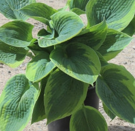 Hosta to. 'Flavocircinalis'