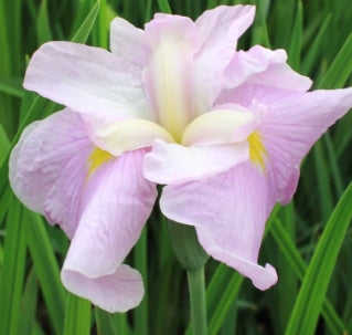 Iris en. 'Hatsu Kagami' (lavender)