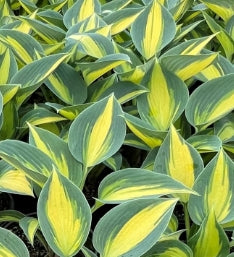 Hosta 'Touch of Class' PP13080