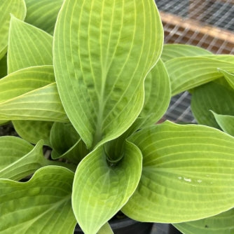 Hosta 'Sun Power'