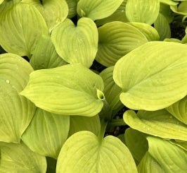 Hosta 'Tortilla Chip'