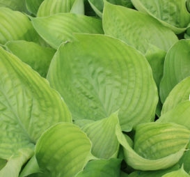 Hosta 'Sum and Substance'