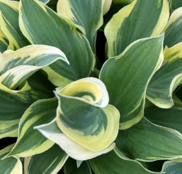 Hosta 'Snowcap'