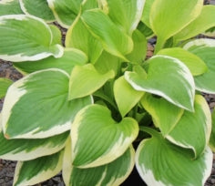 Hosta 'Shade Fanfare'