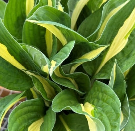 Hosta 'Risky Business'