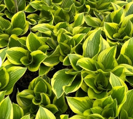 Hosta 'Queen Josephine'