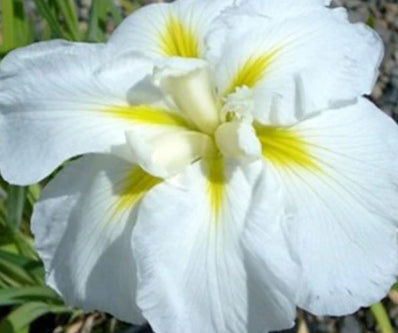 Iris en. 'Anytus' (white)