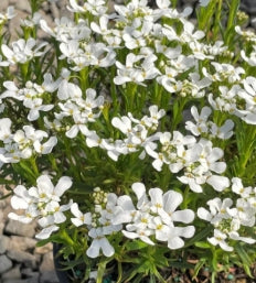 Iberis s. 'Snowsation' PP29637