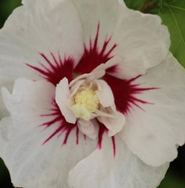 Hibiscus syr. FIRST EDITIONS® BALI™