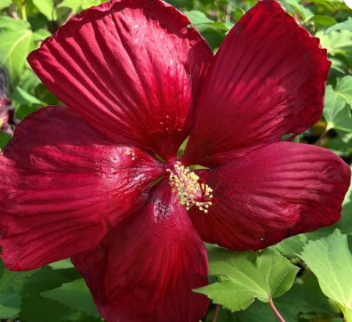 Hibiscus Head Over Heels® 'Passion'