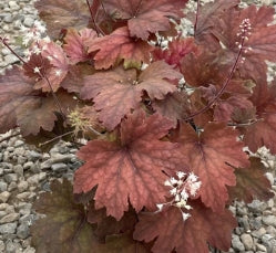 Heucherella 'Sweet Tea' PP21296