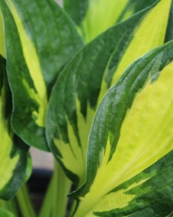 Hosta 'Morning Star'