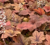 Heucherella 'Pumpkin Spice' PP29925