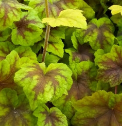Heucherella 'Citrus Shock'