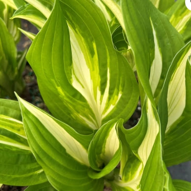 Hosta 'Medio Variegata'