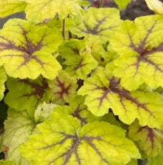 Heucherella 'Catching Fire' PP31065