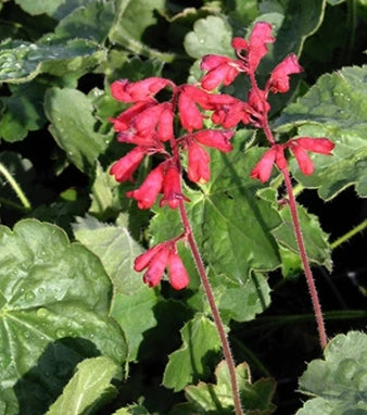 Heuchera x Bressingham Hybrids (pink)