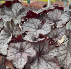 Heuchera x 'Carnival Plum Crazy'