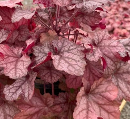 Heuchera x 'Carnival Peach Parfait' PP24928