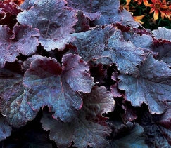 Heuchera NORTHERN EXPOSURE™ 'Black' PP30583