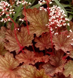 Heuchera CITY™ 'Rio' PP24273