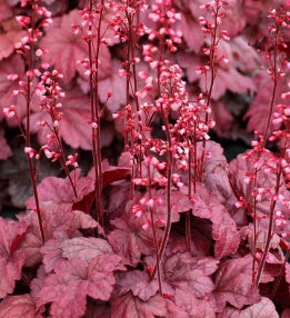Heuchera 'Grape Soda' PP26339